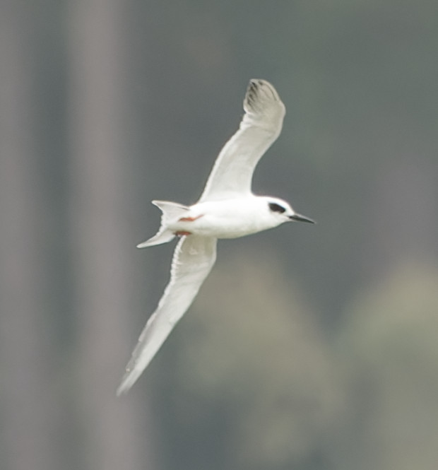 Photo of Forster's Tern